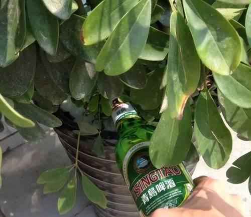 氨基酸浇花的效果如何？使用方法是什么？