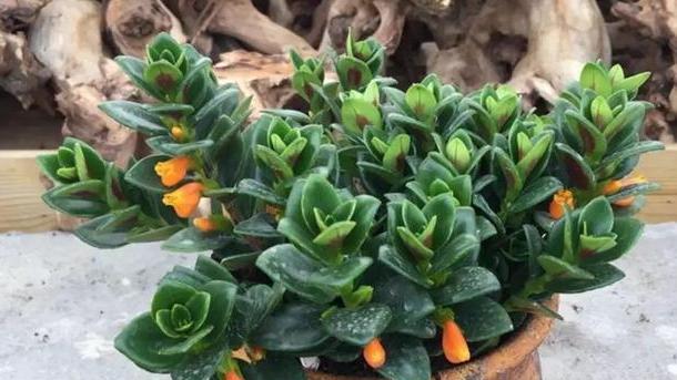 金鱼吊兰不开花怎么办？如何促进快速开花？