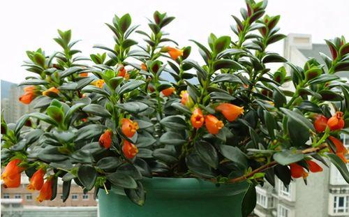 金鱼吊兰不开花怎么办？如何促进快速开花？