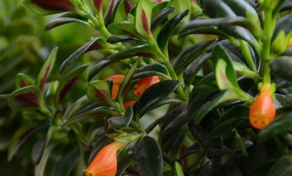 金鱼吊兰不开花怎么办？如何促进快速开花？