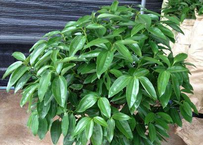 平安树能耐受的最低温度是多少？如何在冬季保护平安树？