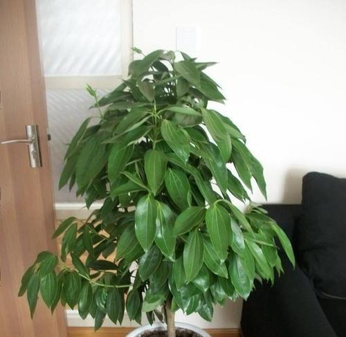 平安树能耐受的最低温度是多少？如何在冬季保护平安树？