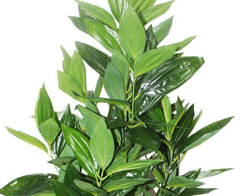 平安树能耐受的最低温度是多少？如何在冬季保护平安树？