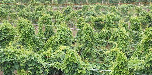 山药怎么种植？最佳种植时间是什么时候？