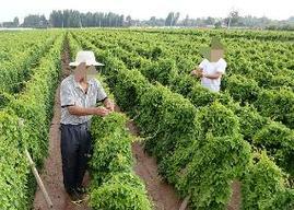 山药怎么种植？最佳种植时间是什么时候？