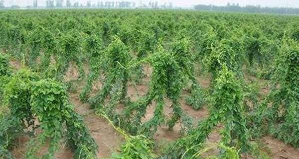 山药怎么种植？最佳种植时间是什么时候？