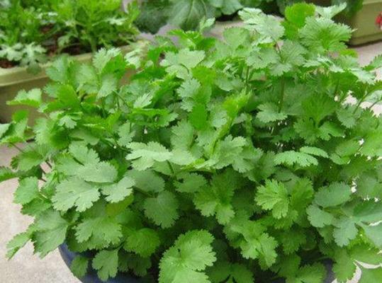 香菜是什么味道的？为什么有人喜欢有人讨厌？