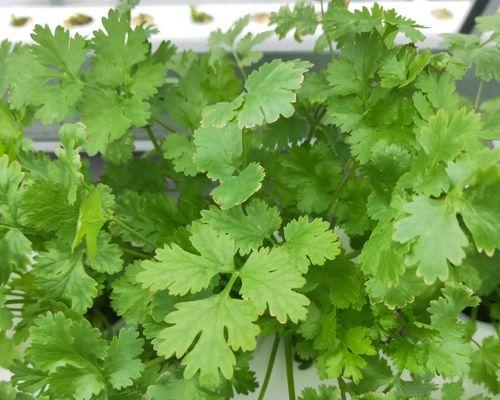 香菜是什么味道的？为什么有人喜欢有人讨厌？