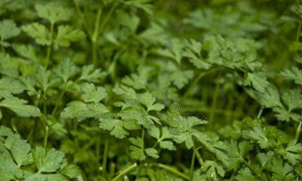 香菜是什么味道的？为什么有人喜欢有人讨厌？