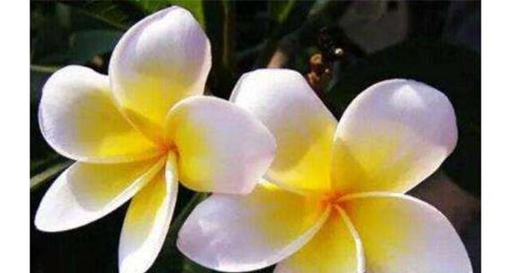 什么花的花语代表悲伤？了解悲伤之花的含义是什么？