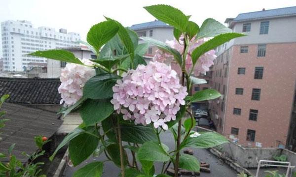 家里养绣球花风水好吗？绣球花在家居风水中的作用是什么？
