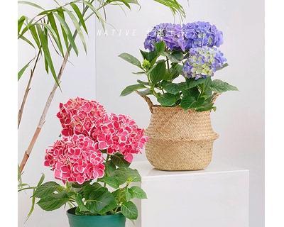 家里养绣球花风水好吗？绣球花在家居风水中的作用是什么？