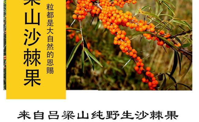 沙棘是哪里的特产？中国哪些地区盛产沙棘？