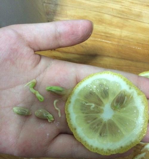 柠檬种子有毒吗？食用后会有哪些影响？