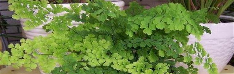 铁线蕨浇水频率是多少？需要每天浇水吗？