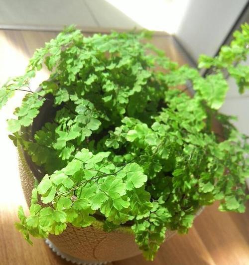 铁线蕨浇水频率是多少？需要每天浇水吗？