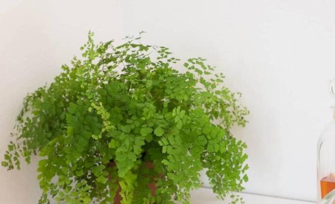 铁线蕨浇水频率是多少？需要每天浇水吗？