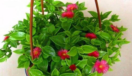 三七会开花吗？开花的样子是怎样的？