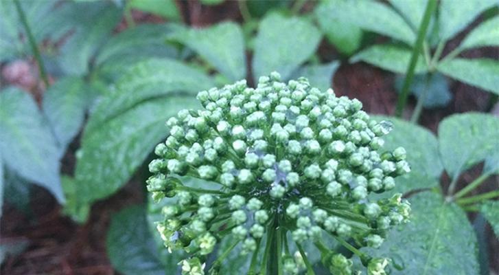 三七会开花吗？开花的样子是怎样的？