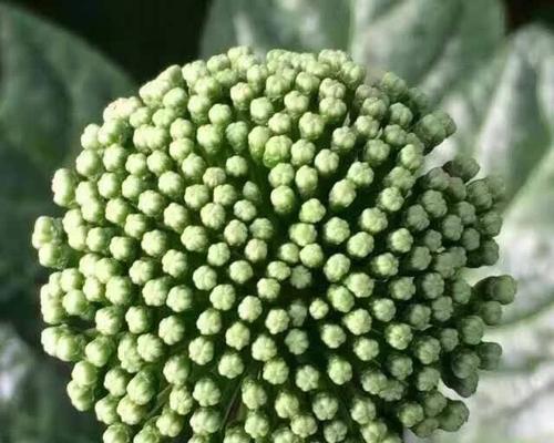 三七会开花吗？开花的样子是怎样的？