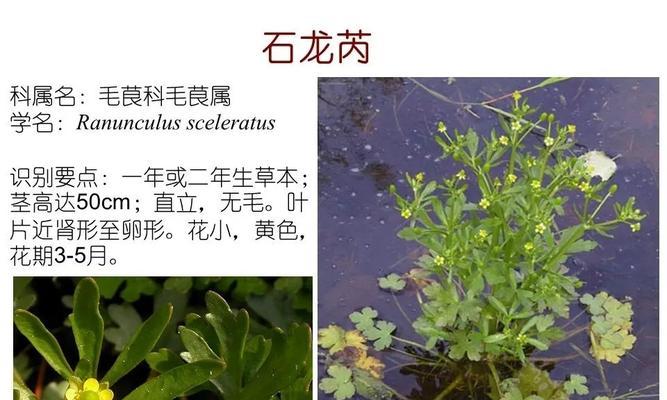 水生植物的生长环境是什么？它们需要哪些条件才能茁壮成长？