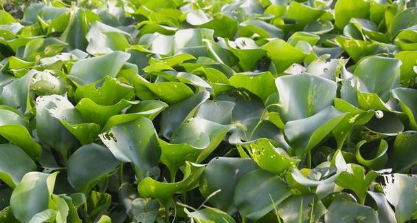 水生植物的生长环境是什么？它们需要哪些条件才能茁壮成长？