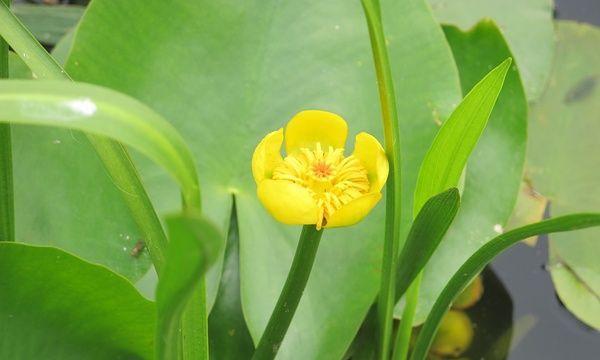水生植物的生长环境是什么？它们需要哪些条件才能茁壮成长？