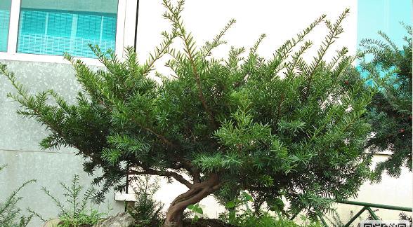 红豆杉冬天剪枝的正确方法和注意事项是什么？