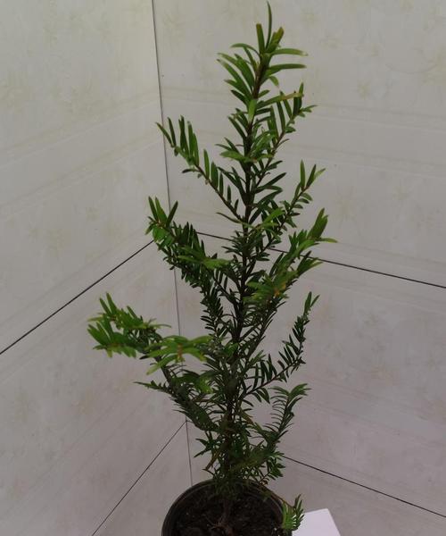 红豆杉冬天剪枝的正确方法和注意事项是什么？