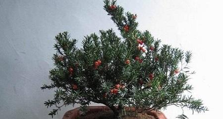 红豆杉冬天剪枝的正确方法和注意事项是什么？
