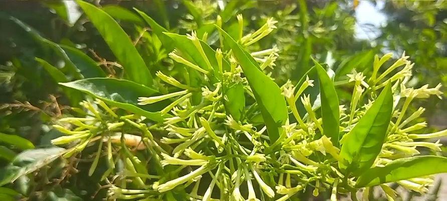 夜来香冬天掉叶子正常吗？如何应对？
