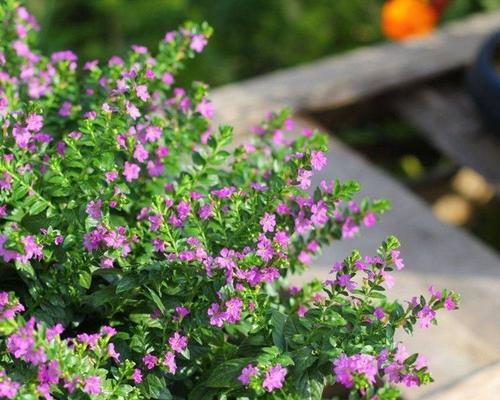 满天星适合什么季节种植？最佳种植时间是什么时候？