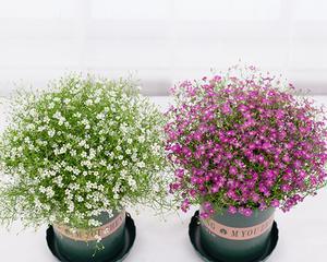 满天星适合什么季节种植？最佳种植时间是什么时候？