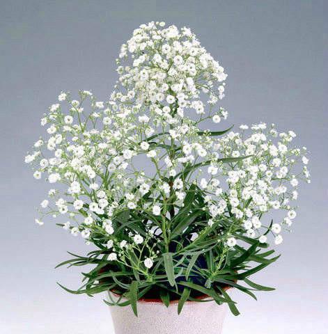 满天星适合什么季节种植？最佳种植时间是什么时候？