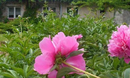芍药花有香味吗？如果有的话，它的香味是什么样的？