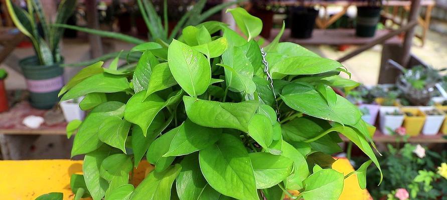 半水培绿萝养护技巧？如何使其生长更旺盛？