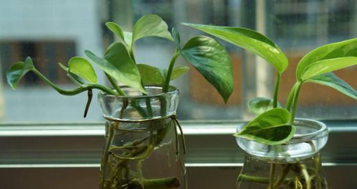 半水培绿萝养护技巧？如何使其生长更旺盛？