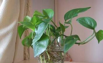 半水培绿萝养护技巧？如何使其生长更旺盛？