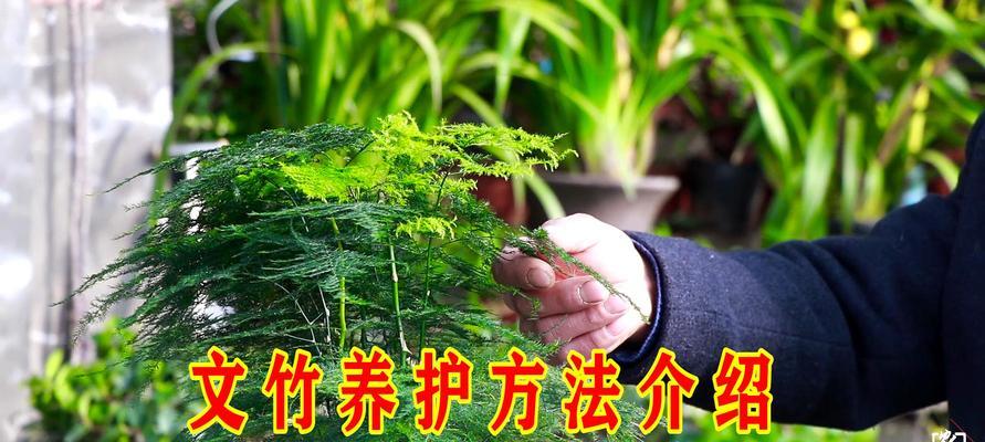 文竹换土换盆的最佳时间和方法是什么？