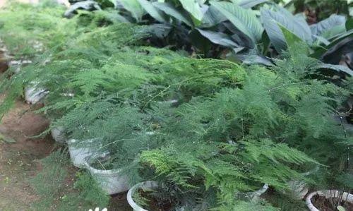 文竹换土换盆的最佳时间和方法是什么？