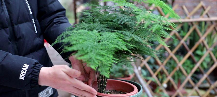 文竹换土换盆的最佳时间和方法是什么？