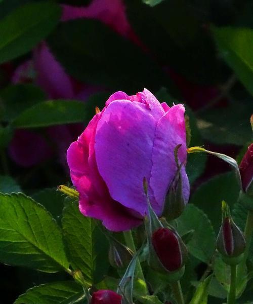 玫瑰是喜阴植物还是喜阳光植物？如何正确养护玫瑰？