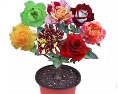 玫瑰是喜阴植物还是喜阳光植物？如何正确养护玫瑰？