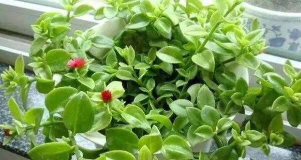 玫瑰是喜阴植物还是喜阳光植物？如何正确养护玫瑰？