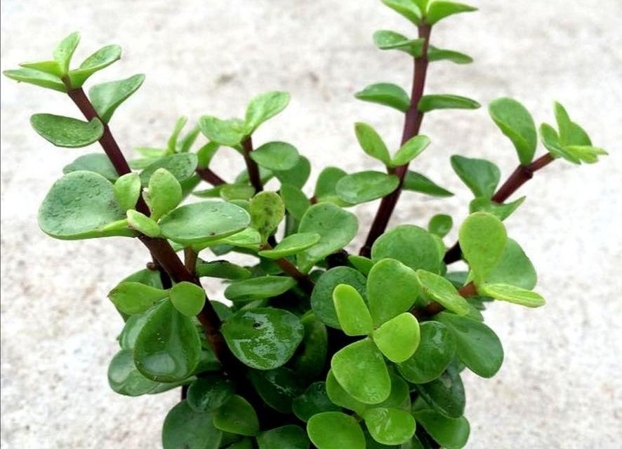 金枝玉叶种植用大盆还是小盆好？如何选择合适尺寸？