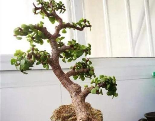 金枝玉叶种植用大盆还是小盆好？如何选择合适尺寸？