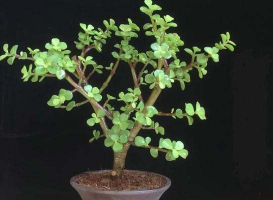 金枝玉叶种植用大盆还是小盆好？如何选择合适尺寸？