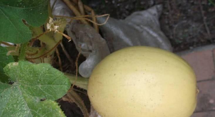 香瓜的籽可以种吗？如何正确种植香瓜籽？