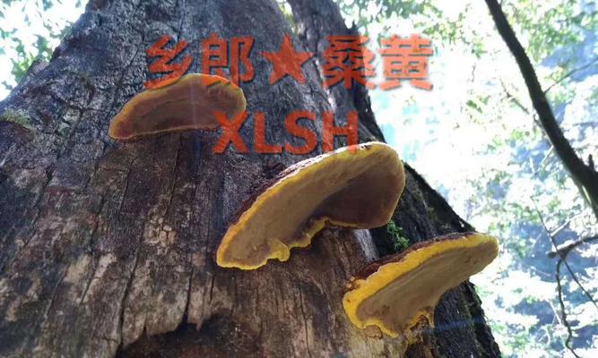 桑黄适合什么地方种植？最佳种植环境是什么？