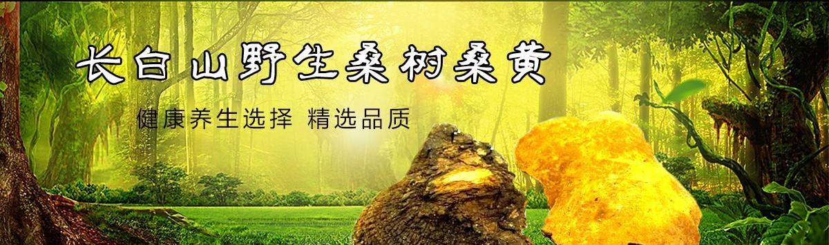 桑黄适合什么地方种植？最佳种植环境是什么？